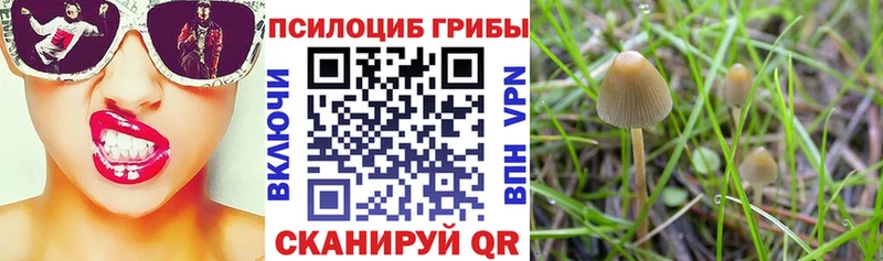 Купить закладки  Сосногорск  Псилоцибиновые грибы Magic Shrooms 